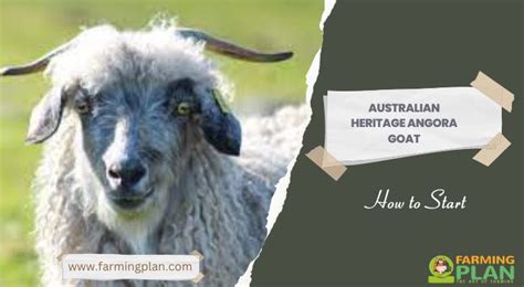 Australian Heritage Angora Goat: How To Start - Farming Plan