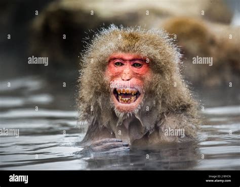 Japanese macaque sitting in water in a hot spring. Japan. Nagano ...