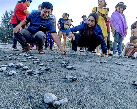 Cavite Coast Receives Release of 'Pawikan' Hatchlings - 'Business ...