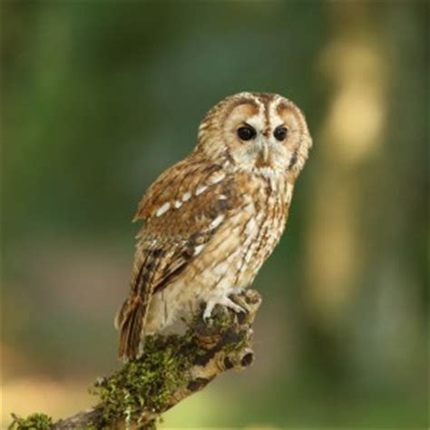 Tawny Owl Facts - Tawny Owl Information : Twootz.com