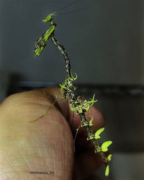 The incredible Dragon Mantis, with tiny "leaves" growing along its body ...