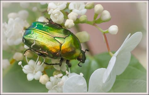 Green Scarab Beetle | Would make an amazing metallic paint f… | Flickr