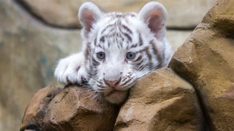 Rare White Tiger Cub Found Abandoned Near Athens Zoo: "No One Knows ...