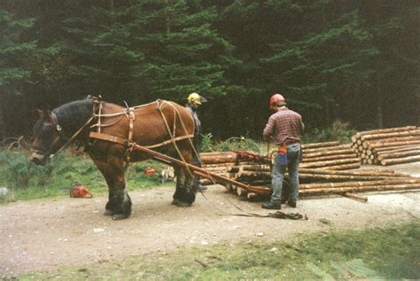 Horse logging at Blackhall