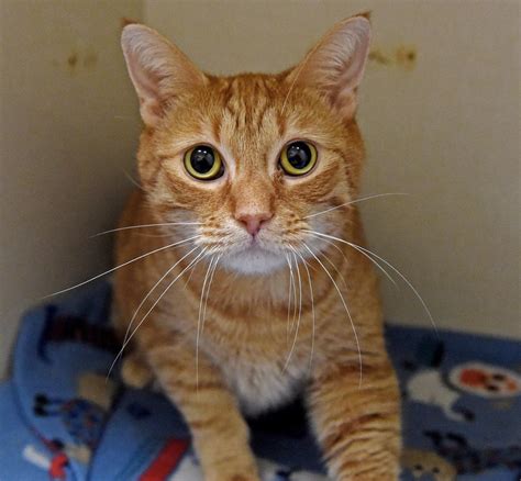 Pet of the week: Adopt Jax, a 5-year-old domestic short hair orange ...