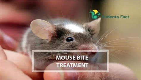 Mouse Bite Treatment | 4 Dangers, and Remedies of Mouse Biting