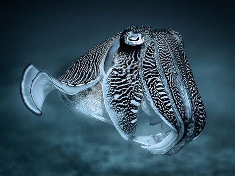 Reef Cuttlefish - Sepia latimanus by Stefan Follows / 500px in 2020 ...