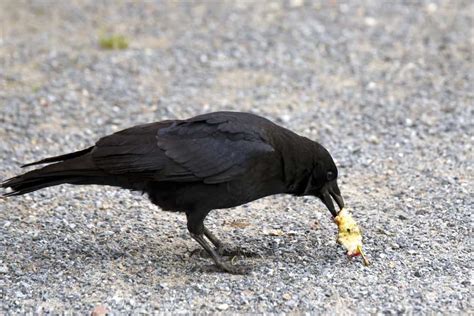 14 Things Crows Like To Eat Most (Diet, Care & Feeding Tips) | Animals ...