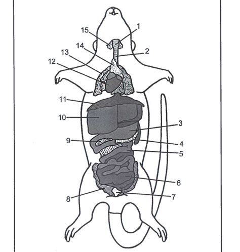 Rat dissection labeling (pt 1) Diagram | Quizlet