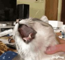 40 Best Pictures Cat Throwing Up Hairball Gif - Can Dogs Get Hairballs ...