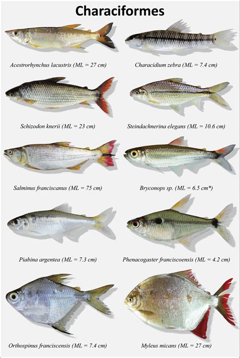 Representative species belonging to the Characiformes, Siluriformes ...