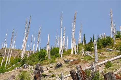 Windy Ridge Viewpoint