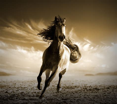 White stallion, Running Horse, HD HD wallpaper | Wallpaper Flare