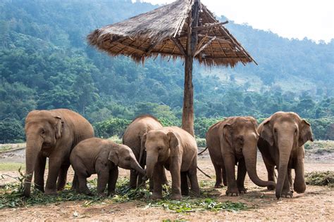 Which is the Best Chiang Mai Elephant Sanctuary?