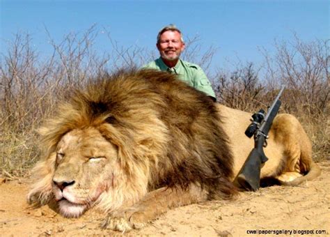 Male Lion Hunting Wallpaper | Wallpapers Gallery