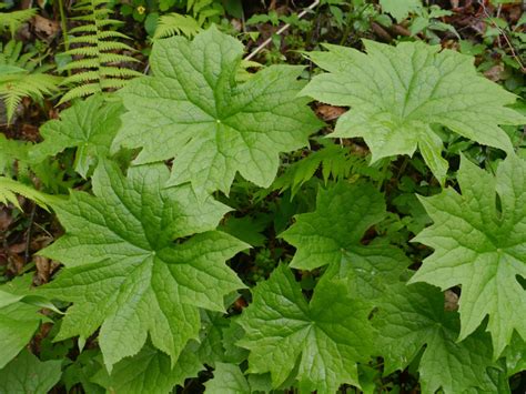 Woodland plants with large leaves | Identify that Plant