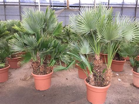 CHAMAEROPS HUMILIS 'VULCANO' Free UK Delivery! | thepalmtreecompany