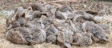 California Quail chicks are being seen. – Mendonoma Sightings