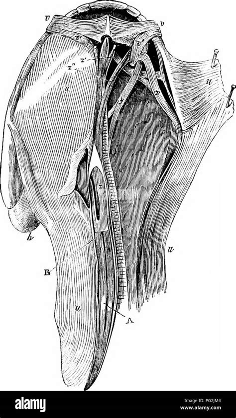 Pterygoid process hi-res stock photography and images - Alamy