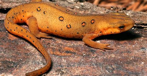 Newt - True Wildlife Creatures