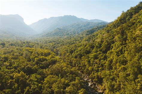 Immerse Yourself in the Ancient Daintree Rainforest | Travel Insider