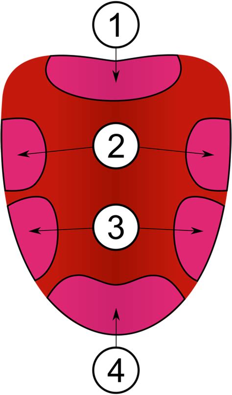 The 'tongue map' we're all familiar with is completely wrong - Business ...