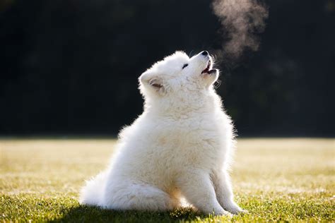 Is Howling Bad For Dogs