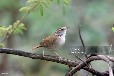 Sinaloa Wren In San Blas Mexico Stock Photo - Download Image Now ...