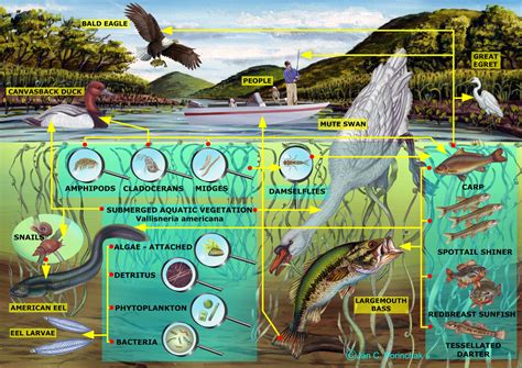 Food Web - Freshwater marsh