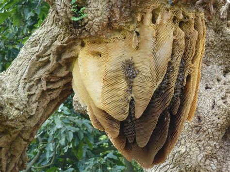 Bee Nesting — Museum of the Earth