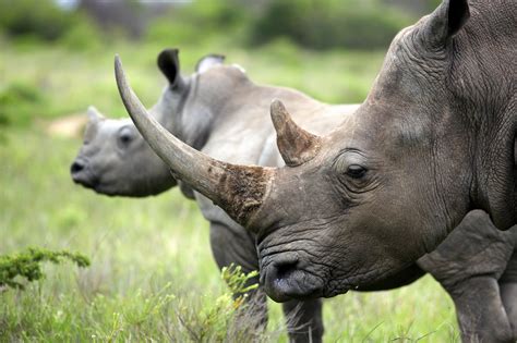 Rhinoceros horns worth $3 million seized in Malaysian airport - Earth.com