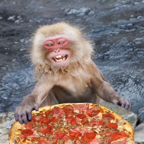 we all eat pizza. — Snow Monkeys eat pizza. During the winter, these...