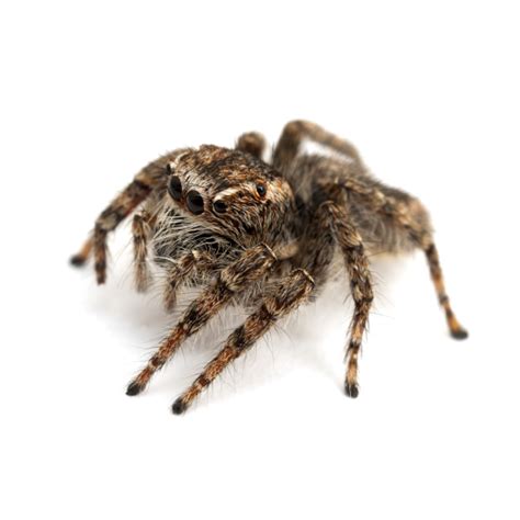 Jumping Spiders | Jumping Spider Identification & Dangers | Lubbock TX