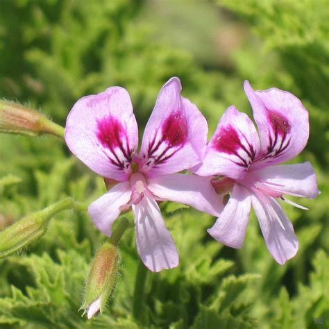 Citronella Geranium — Green Acres Nursery & Supply