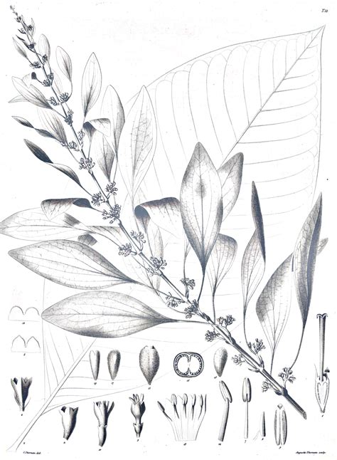 Chaconia (Warszewiczia coccinea) botanical sketch | Flower sketches ...