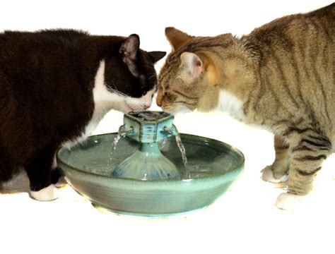 best cat water fountains reviews - which are the best cat fountains & why