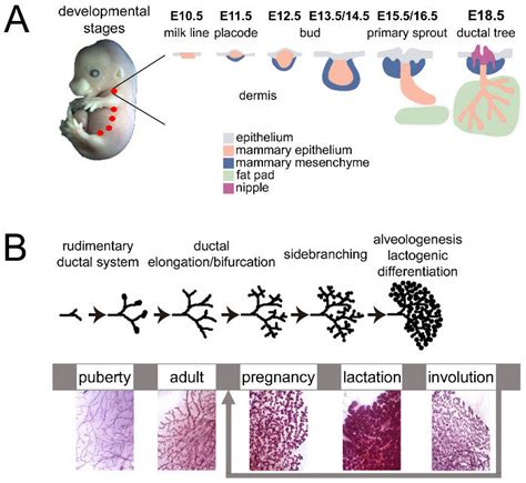 Mouse mammary gland development during embryonic and adult life. (A ...