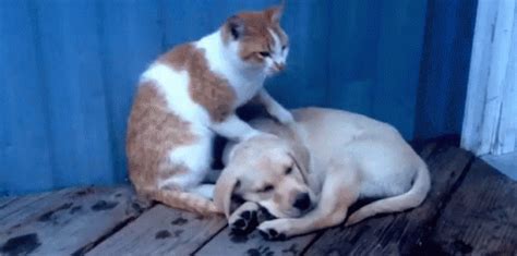 Dog And Cat Friends Gif