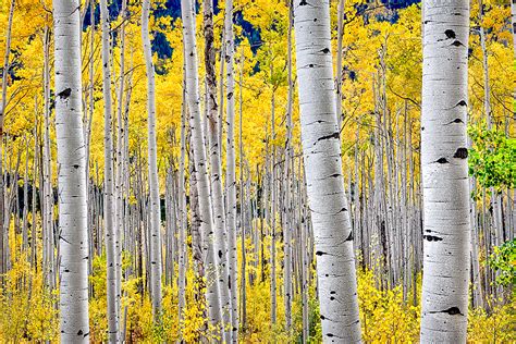 Aspen Trees in Fall Colour: color: Trees: Beautiful Landscape, Seascape ...