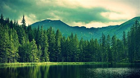 30 Pine Tree Wallpapers - Wallpaperboat