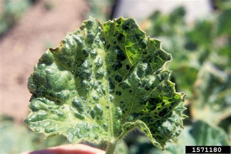 mosaic viruses (general) on melon (Cucumis melo ) - 1571180