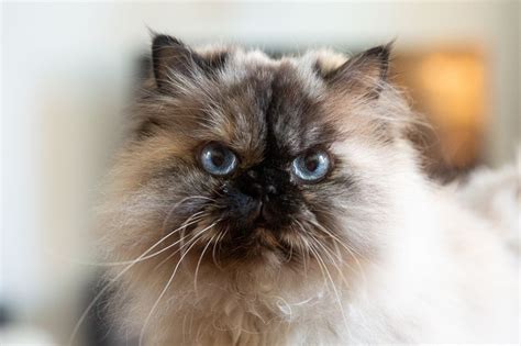 Himalayan: Cat Breed Profile, Characteristics & Care