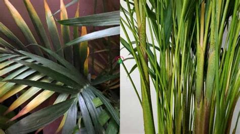 Why are My Areca Palm Leaves Turning Yellow? (Solved!) - Garden For Indoor