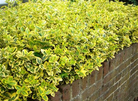 Buy Euonymus Fortuneii Emerald n Gold | Golden Euonymus Hedging | Hopes ...