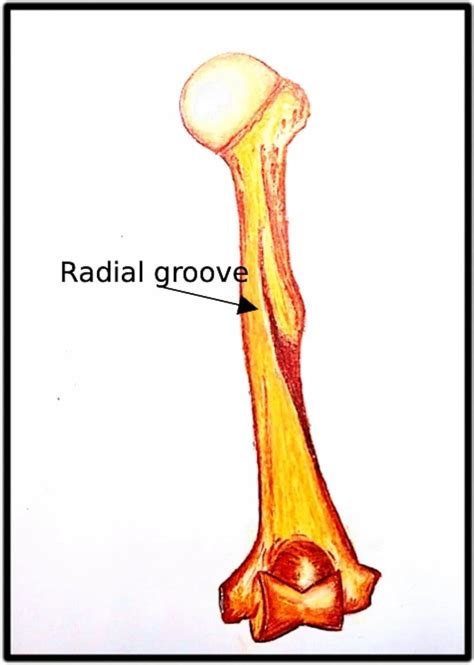 Radial Groove - Anatomy, Structure, Location