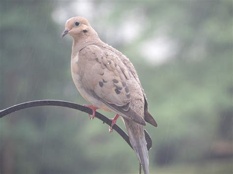 What Is the Dove Meaning When a Mourning Dove Visits You?