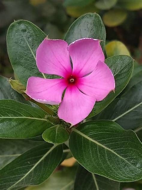 Catharanthus roseus (L.) G.Don, Chavelita (World flora) - Pl@ntNet identify