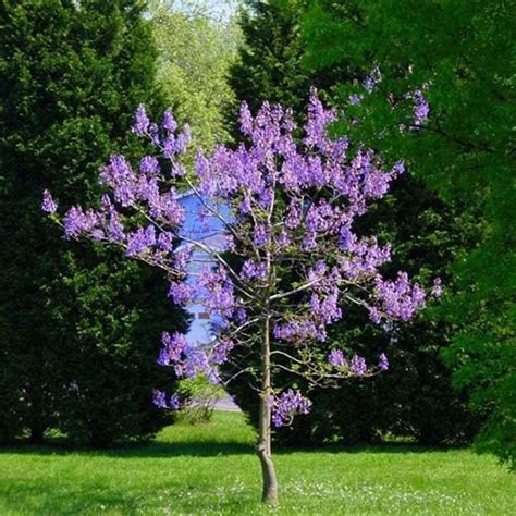 50 Seeds Royal Empress Tree Seeds Paulownia Tomentosa Seed - Tree Seeds