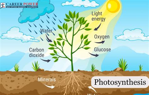 Photosynthesis Definition, Equation, Diagram, Process