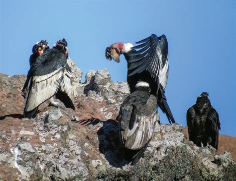 Vulnerable Andean condors in steep decline | Science